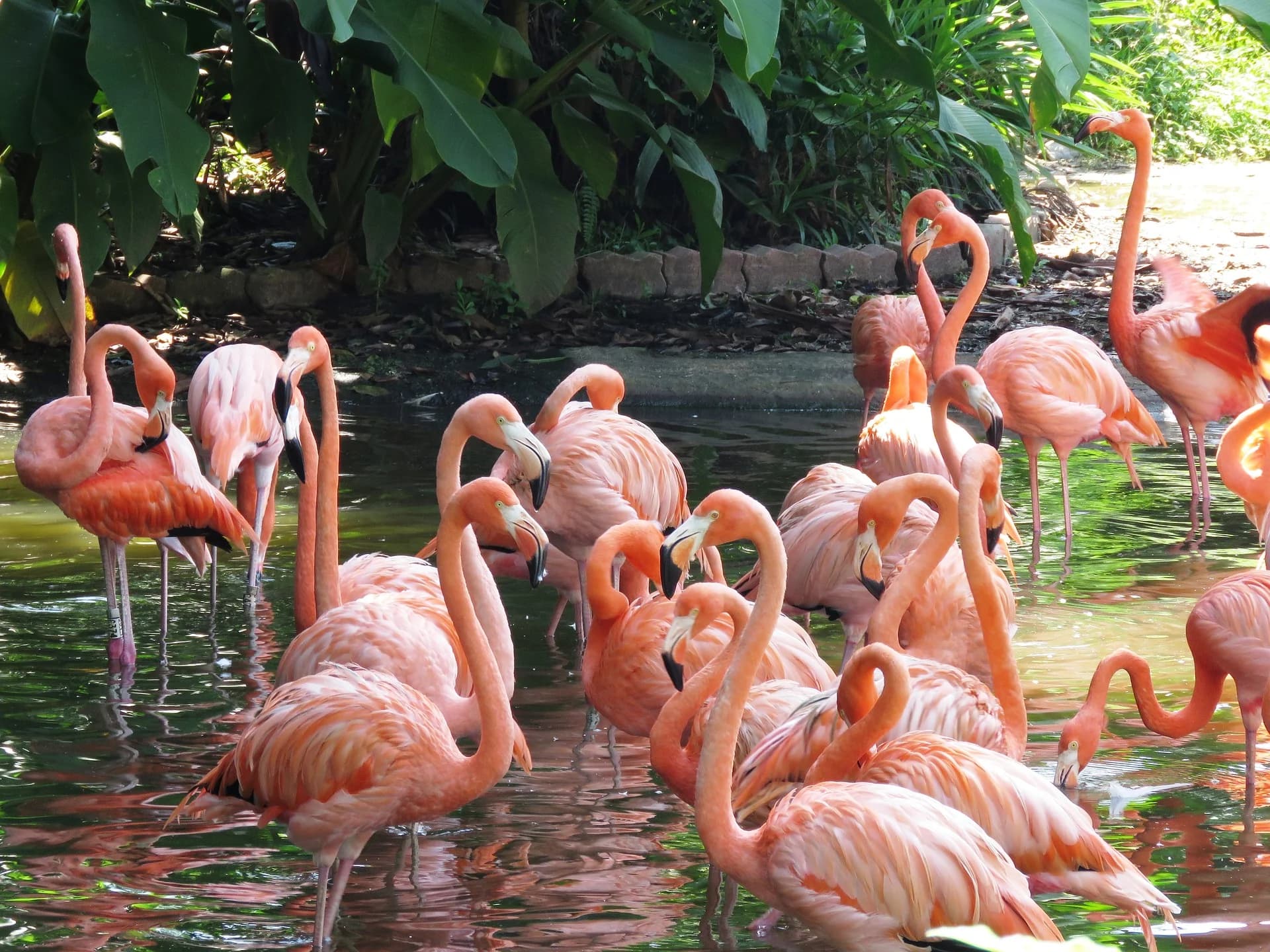 A flock of flamingos wading in a planted pool at Parque das Aves, the bird park beside the Iguazu Falls park entrance in Brazil